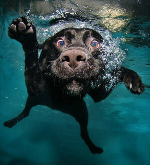 Оберегаем питомца от паразитов