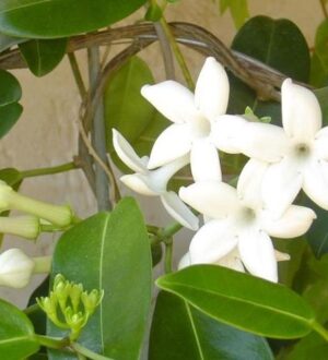 Ампельные комнатные растения в качестве зеленого украшения