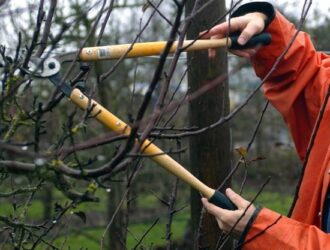 Уход за деревьями в саду: обрезка плодоносных деревьев осенью