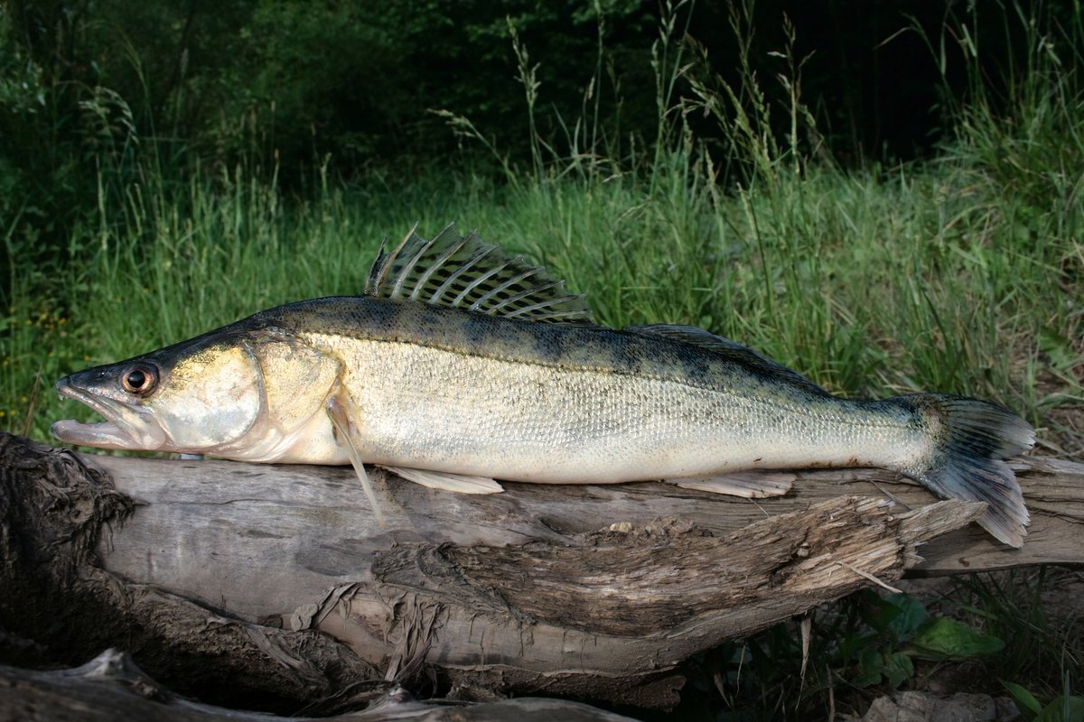 Заказать судака в Санкт Петербурге 
