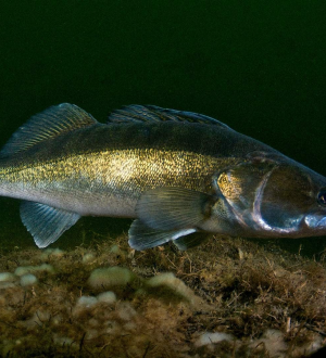 Заказать судака в Санкт Петербурге