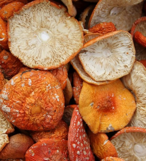 Производство и продажа сушеных мухоморов