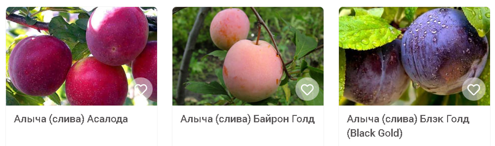 Покупка плодовых крупномеров