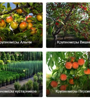 Покупка плодовых крупномеров