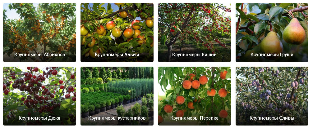 Покупка плодовых крупномеров