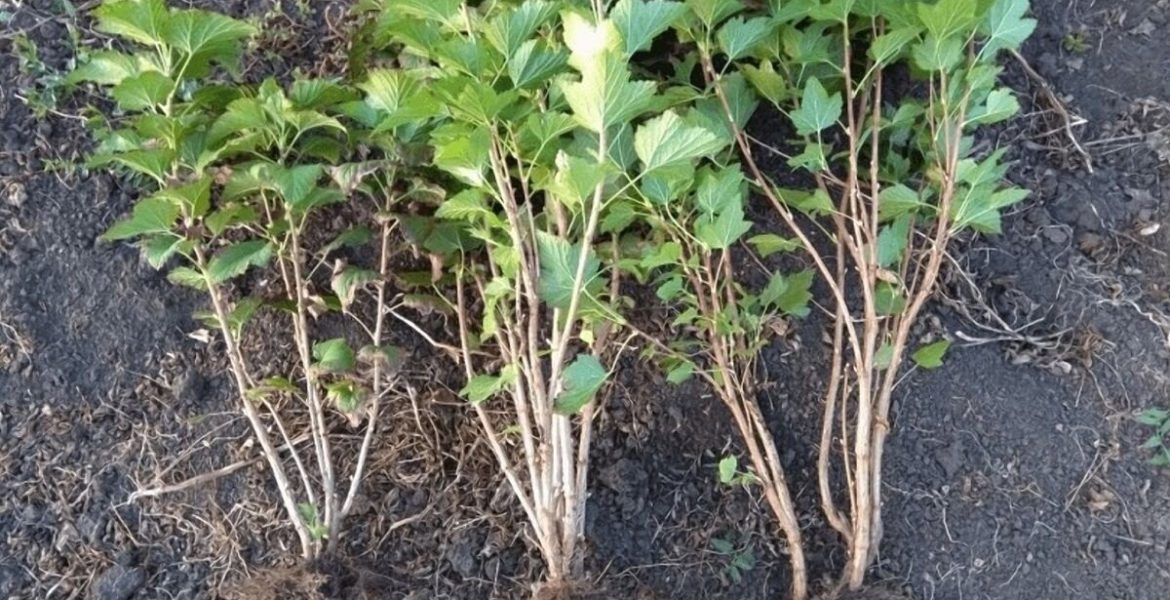 Саженцы смородины: Как Вырастить Плодородный Сад