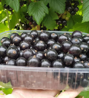 Саженцы смородины: Как Вырастить Плодородный Сад