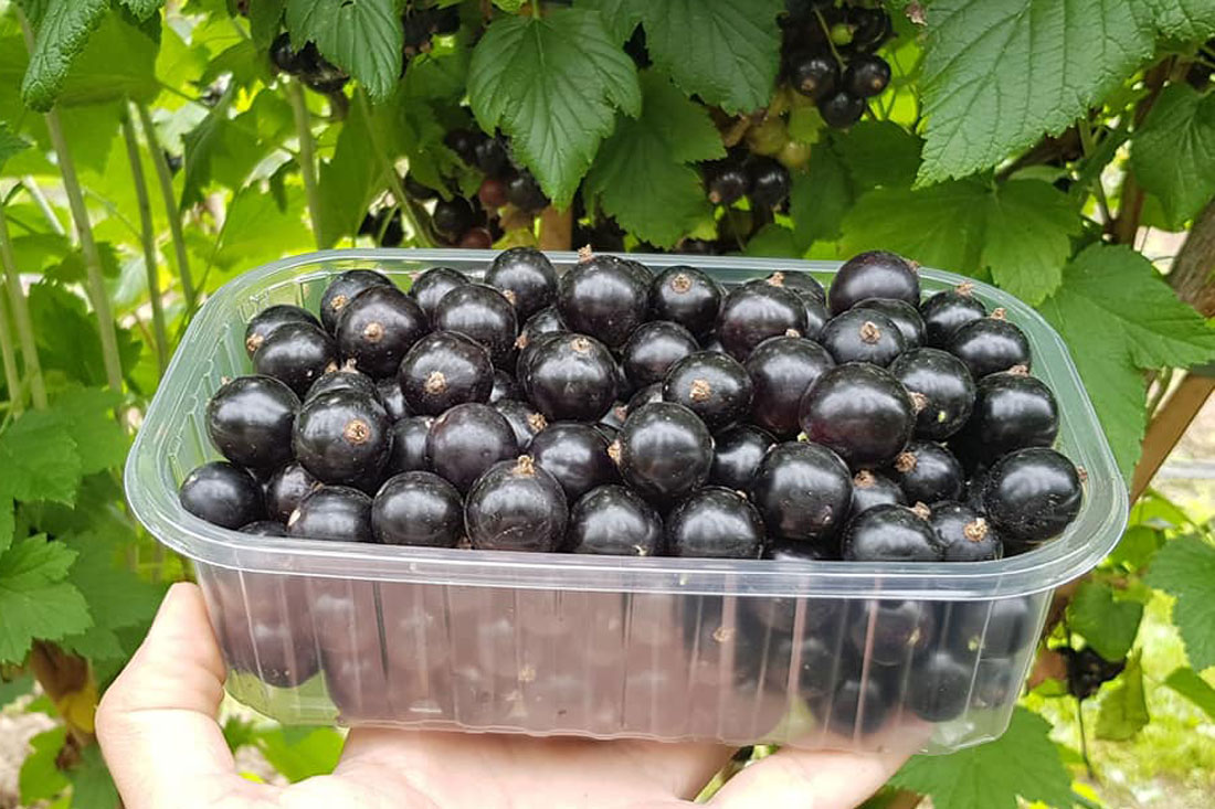 Саженцы смородины: Как Вырастить Плодородный Сад