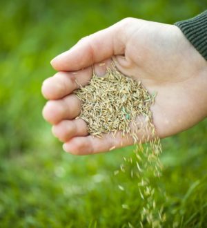 Отзыв rostokgroup.ru: Ключевой фактор успешного газона и зернового поля, обзор  Росток Групп