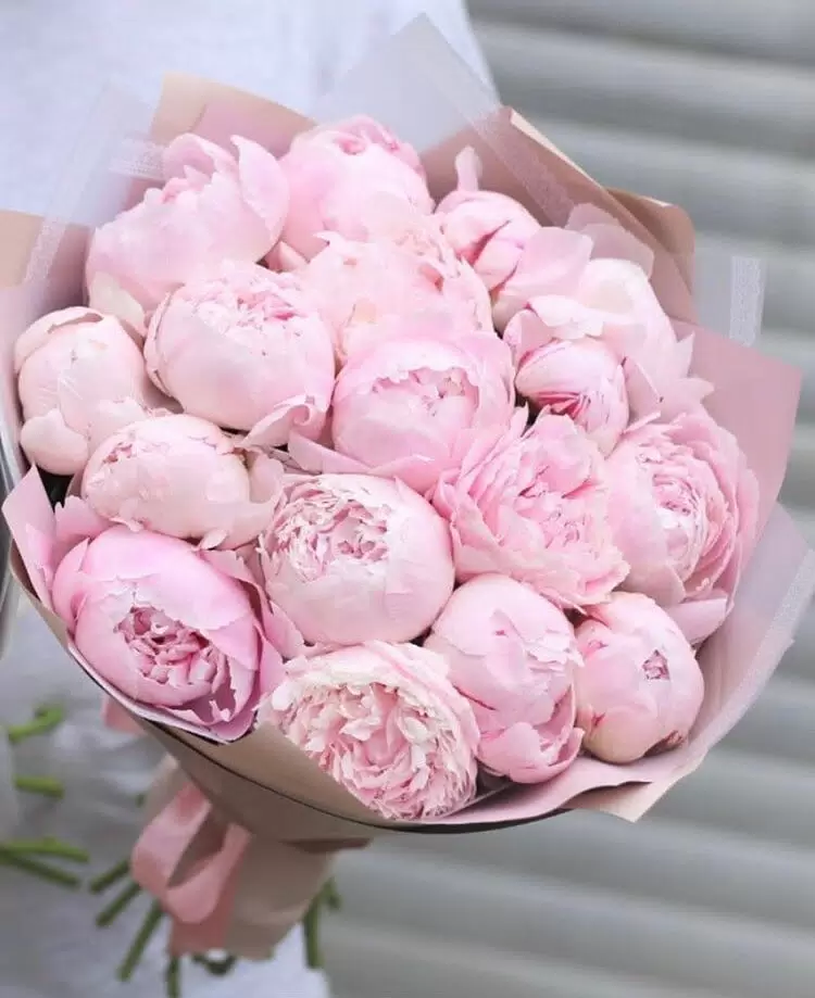 Купить пионы в Дубае