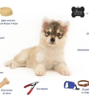 Как выбрать лучшие товары для собак чтобы порадовать вашего питомца