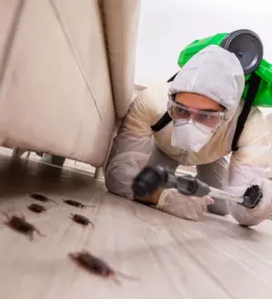 Дезинсекция тараканов в Санкт-Петербурге методы профилактики и действия